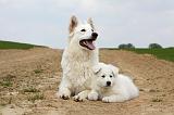 BERGER BLANC SUISSE - ADULTS ET PUPPIES 021